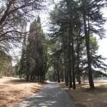 pine001