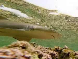 Shark004